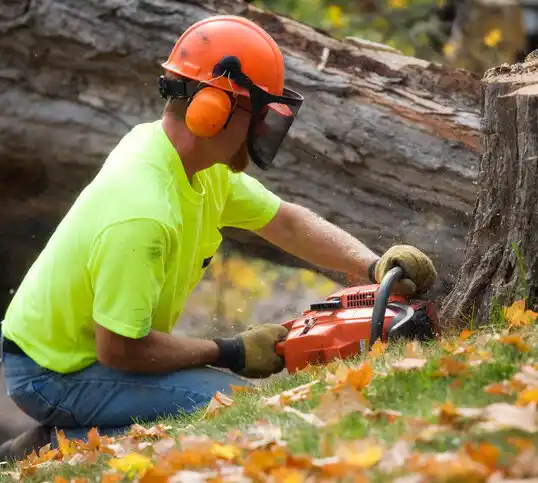 tree services Williston Park